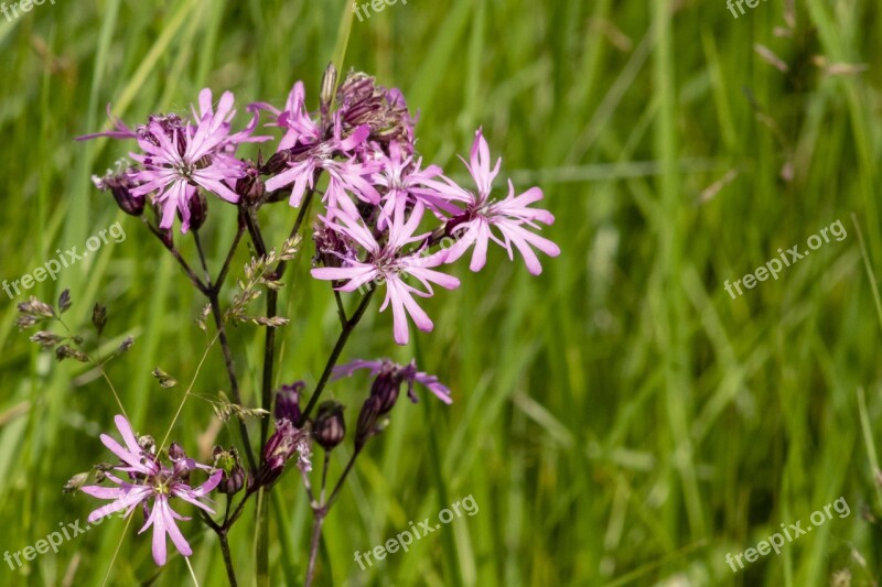 Meadow Flower Spring Flower Flowers Flower Flourished