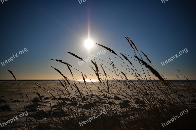 Amrum Sun Beach Marram Grass North Sea