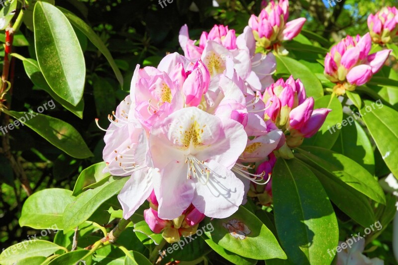 Rhododendrons Flowers Pink White Friendly