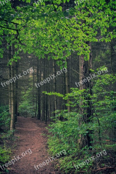 Forest Trees Leaves Twilight Path