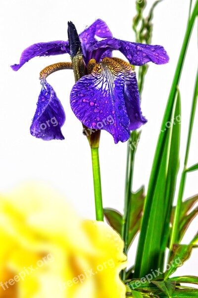 Iris Violet Flower Plant Nature