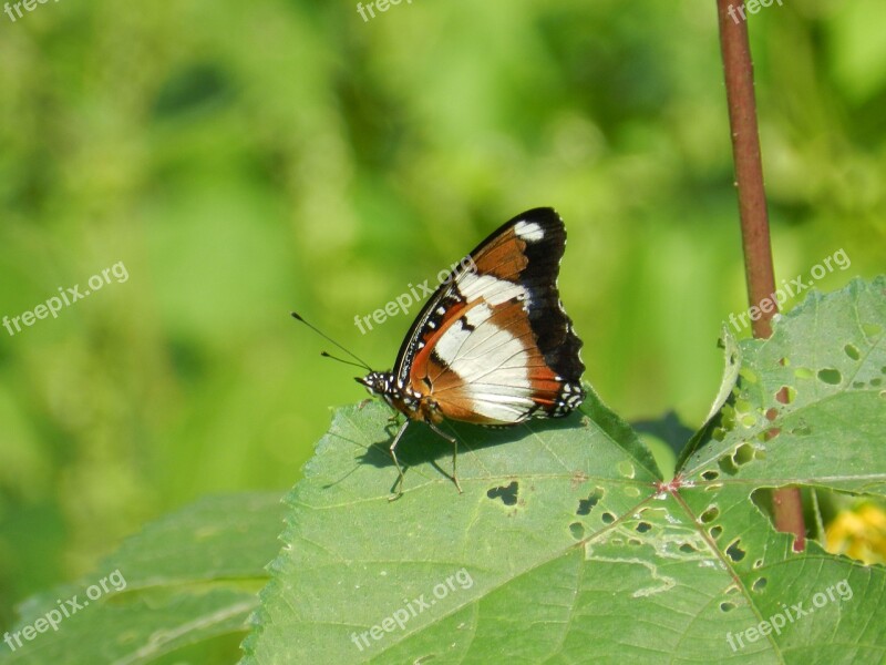 Butterfly India Wild Nature Free Photos