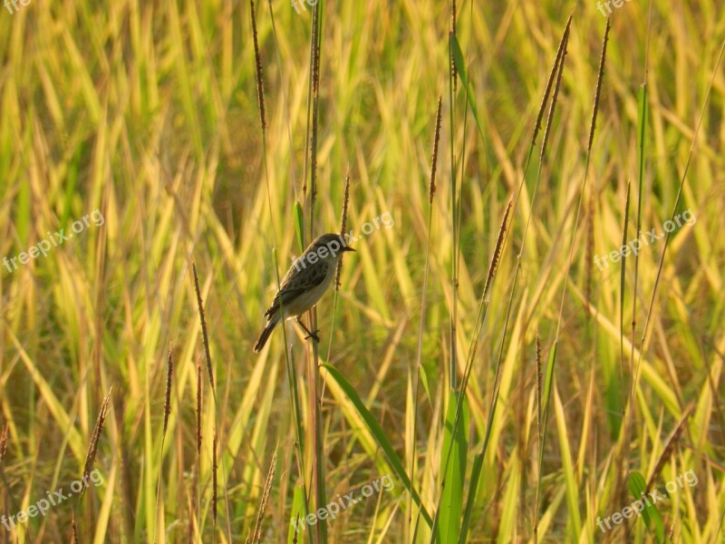 Bird Wildlife India Nature Sunset