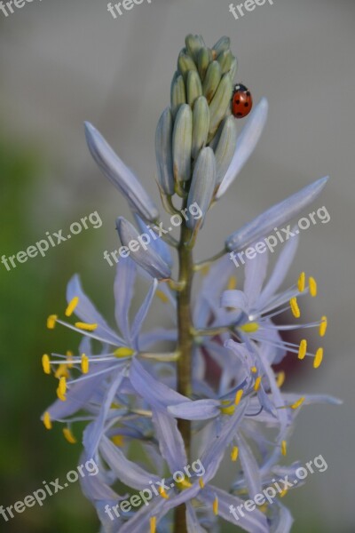 Camassia Camassia Leichtlinii Caerulea Flower Plant Nature