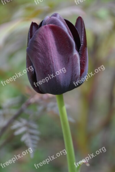 Tulip Tulipa Spring Flora Schnittblume