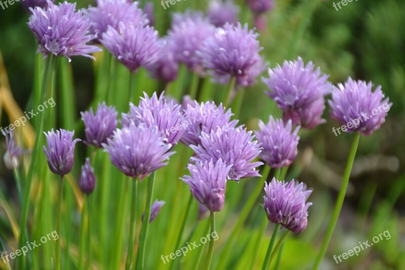 Allium Herb Allium Schoenoprasum Plant Chives