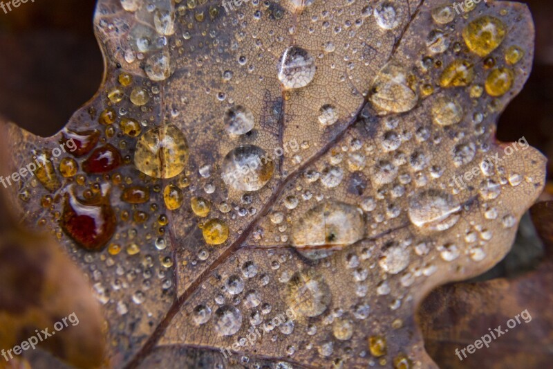 Leaf Colors Autumn Leaves Nature