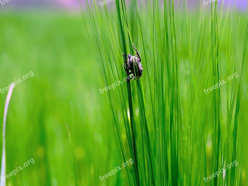 Bug Grass Green Nature Insect