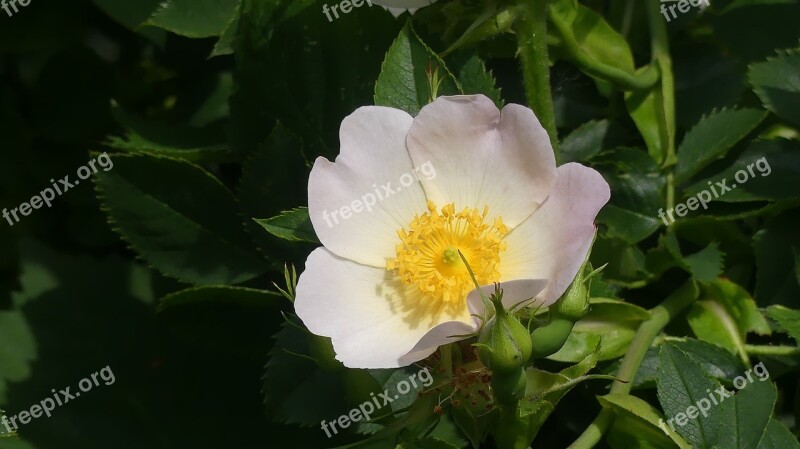 Wild Rose Hedge Blossom Bloom Rose Hip