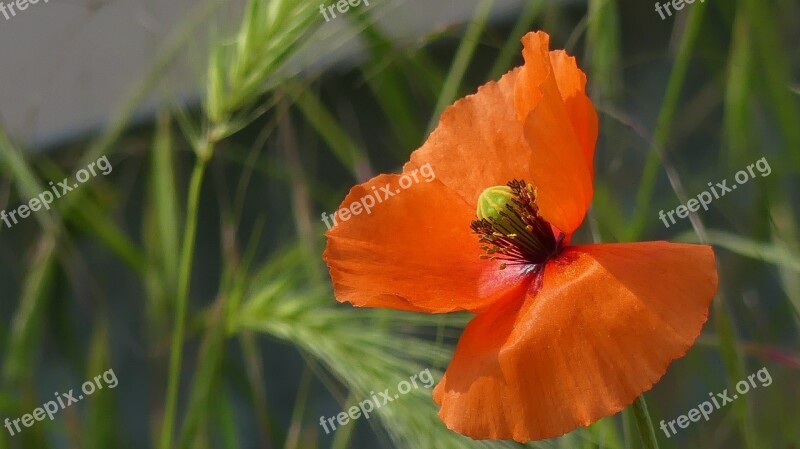 Poppy Spring Nature Red Meadow