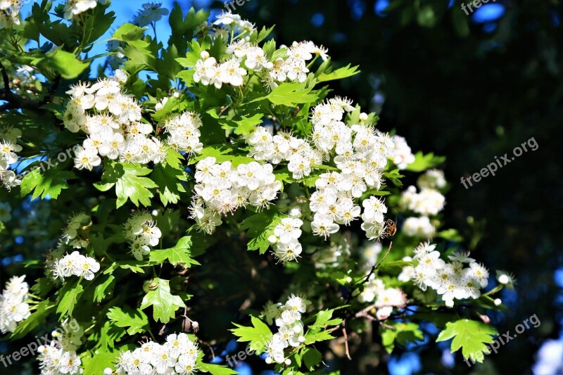 Flowers Spring White Nature Beautiful