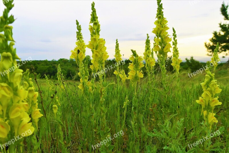 Spring Flowers Yellow Nature Plant