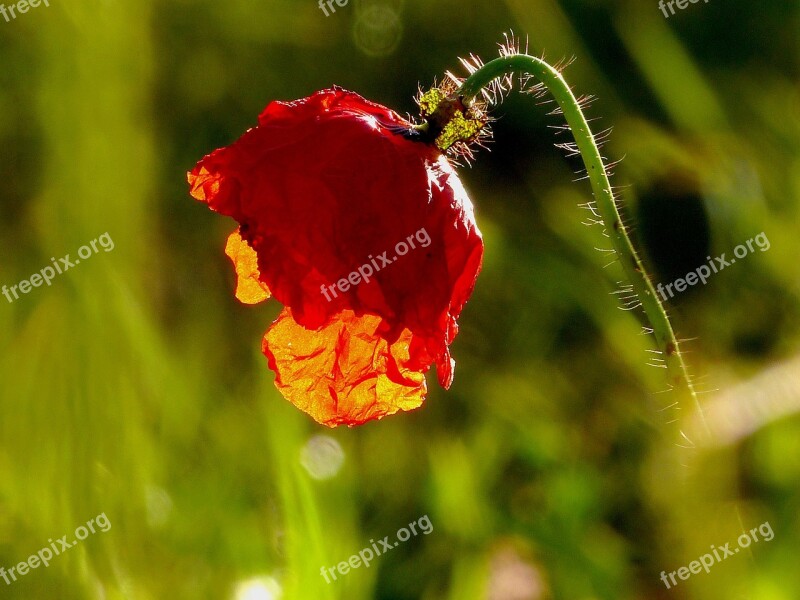 Nature Flowers Garden Poppies Free Photos