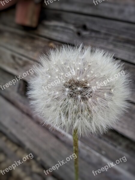 Dandelion Pooh Flowers Flower Macro