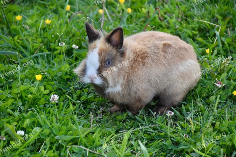 Rabbit Rabbit Blue Eyes Cute Mammal Herbivore