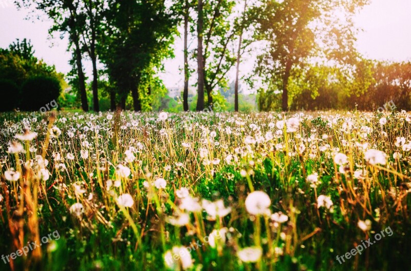 Meadow Grass Green Landscape Summer