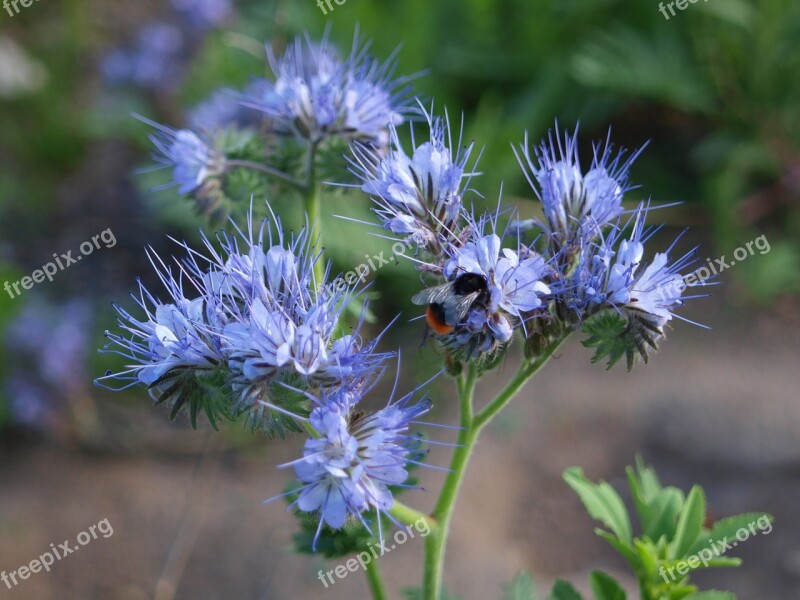 Pointed Flower Wild Flower Nature Meadow Plant