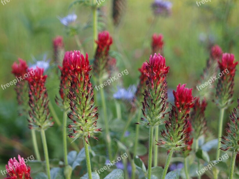 Wild Flowers Flower Meadow Flowers Meadow Nature