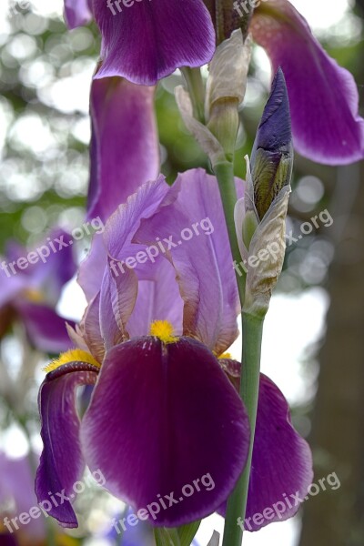 Irises Flowers Purple Nature Iris