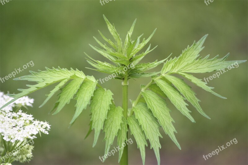 Fern Leaves Spring Walk In The Park Hh