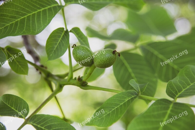 Nuts Nut Tree Brown Branch