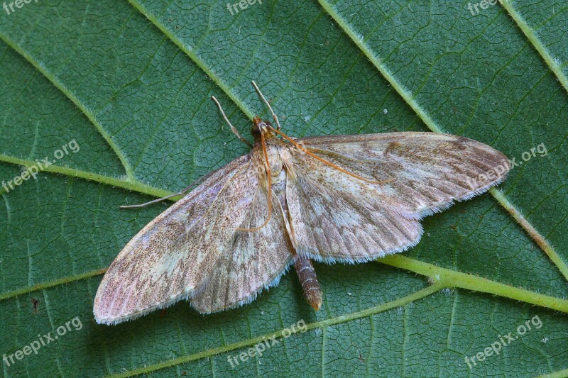 Long-winged Pearl Moth Pyralid Insect Lepidoptera