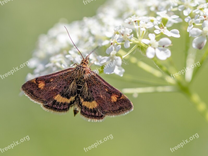 Mint Moth Tiny Micro Nature Small