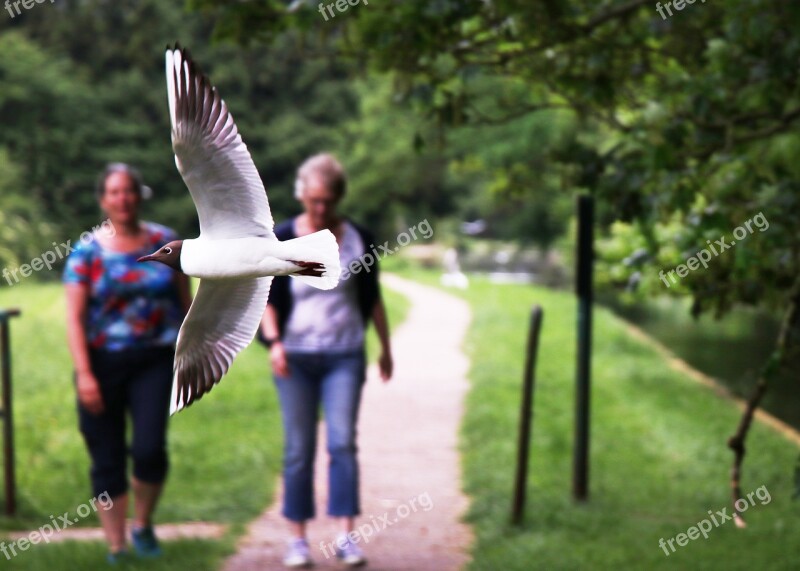 Black-headed Gull Sea Bird Seagull Low Flying Bird Birds