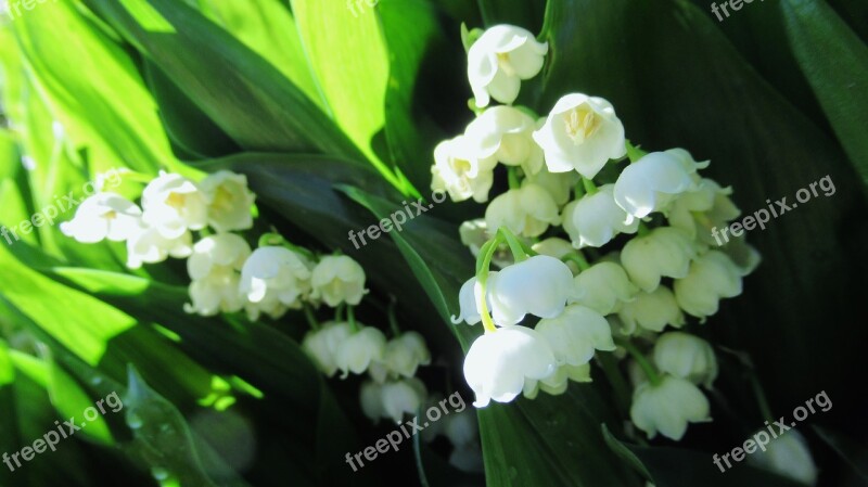 Lily Of The Valley Flower White Green Spring