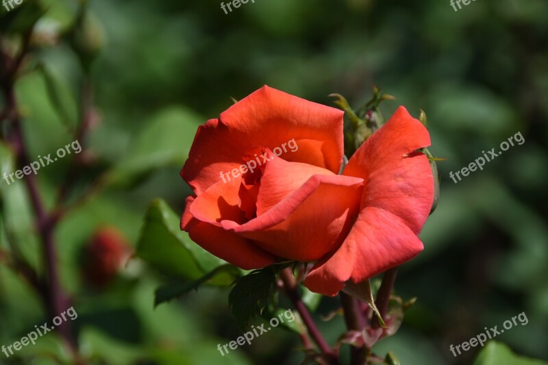 Rose Maypole Queen Garden Flowering Time Park