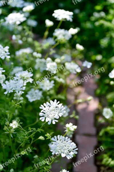 Plant Landscape In The Early Summer Orleans, Garden