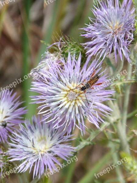 Thistle Flower Insect Libar Weevil Beetle