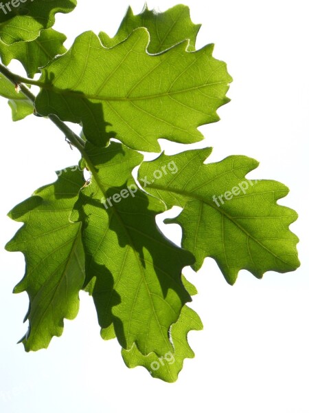 Leaves Oak Translucent White Background Oak Leaf