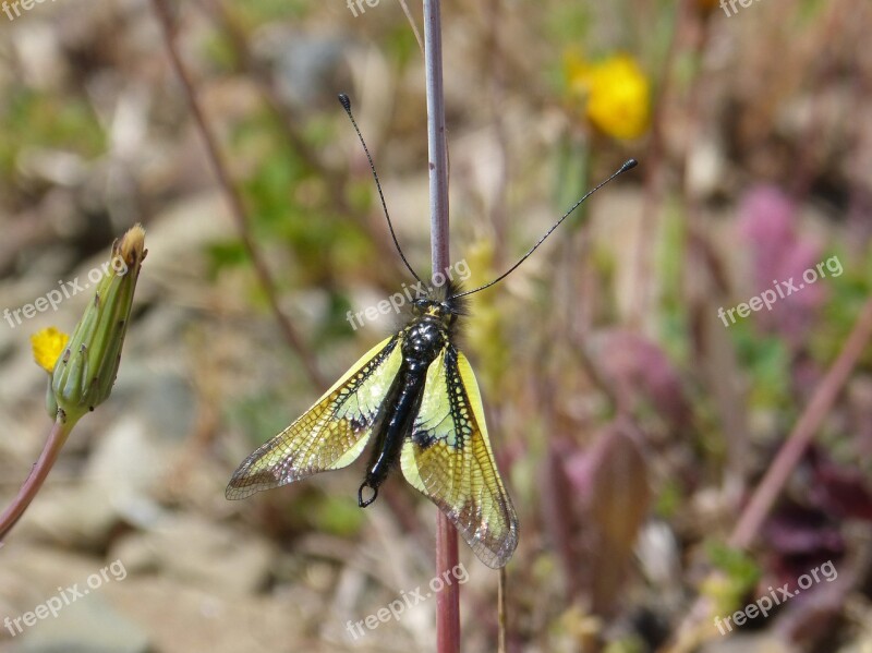 Insect Yellow Libelloides Cunii Winged Insect Free Photos