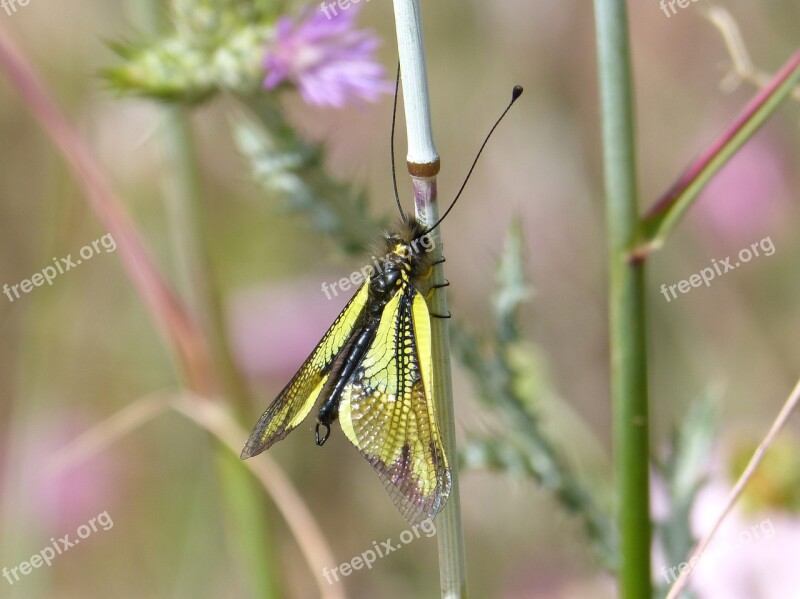 Insect Yellow Libelloides Cunii Winged Insect Free Photos