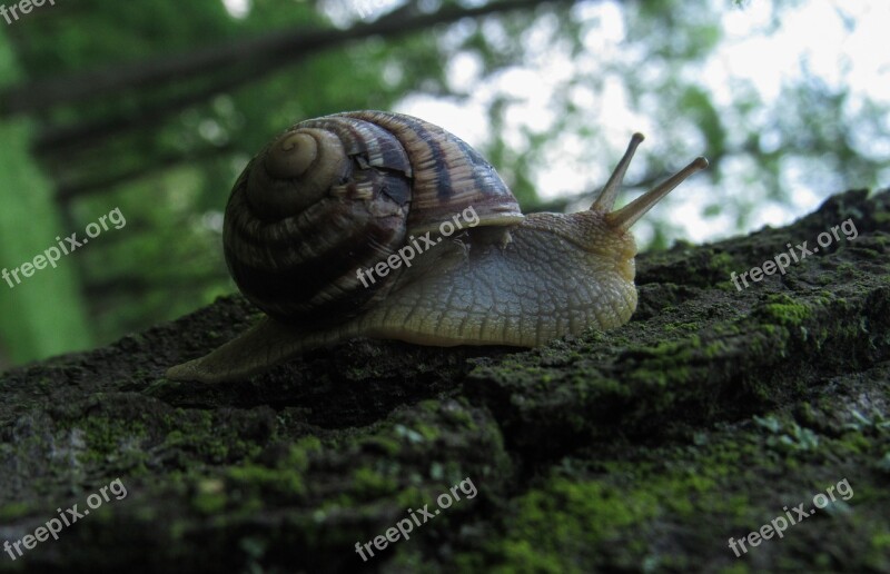 Snail Nature Animals Invertebrates Biology