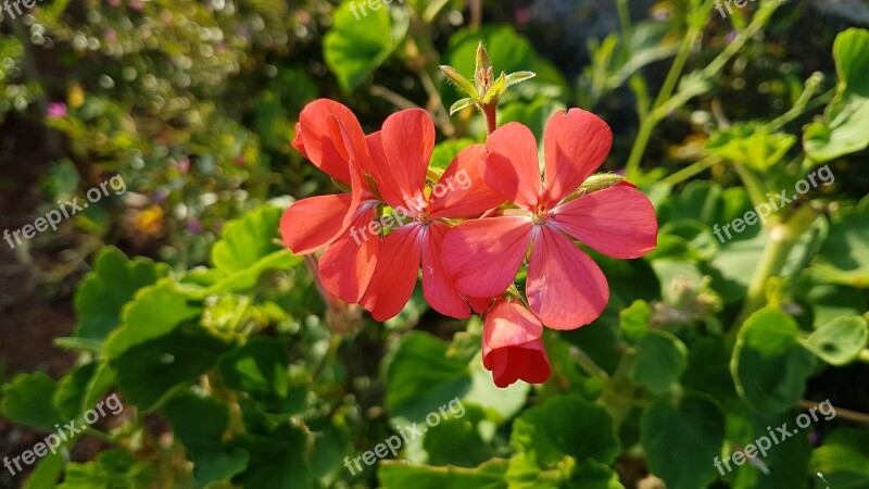 Flowers Bokeh Green Leaves Sun Rise