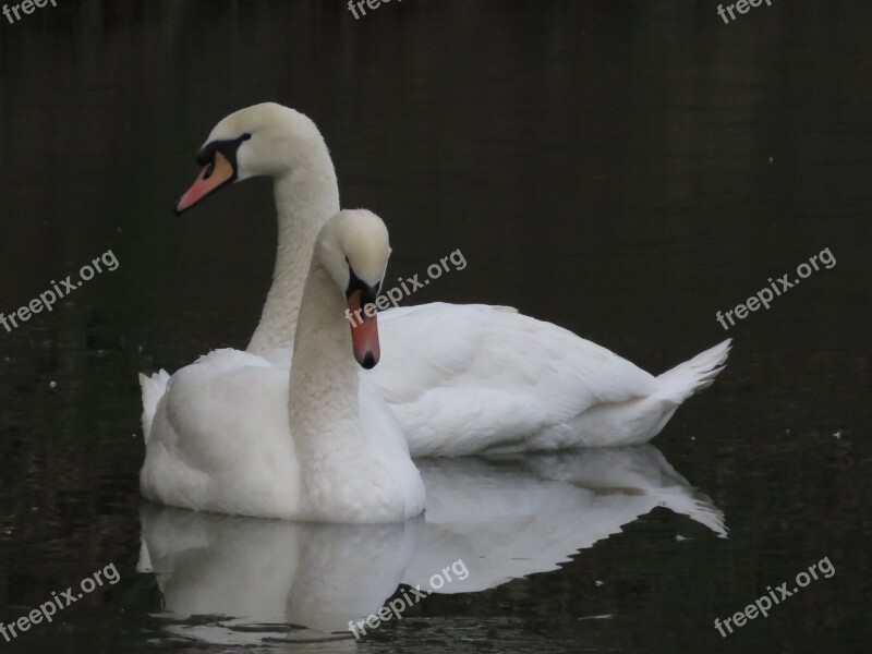 Swans Water Birds Nature White