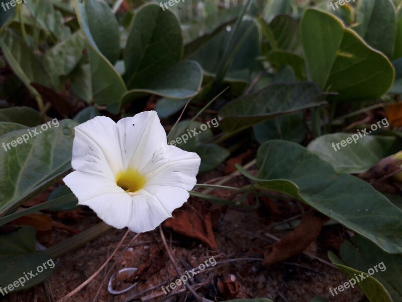 Flower Leaf Plant Environment Love