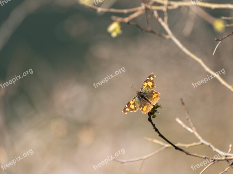 Nature Butterfly Flower Outdoor Spring