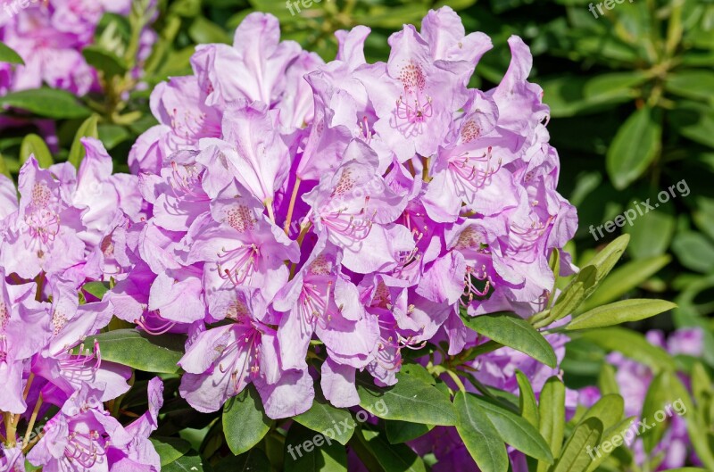 Flowers Violet Nature Plant Rhododendron