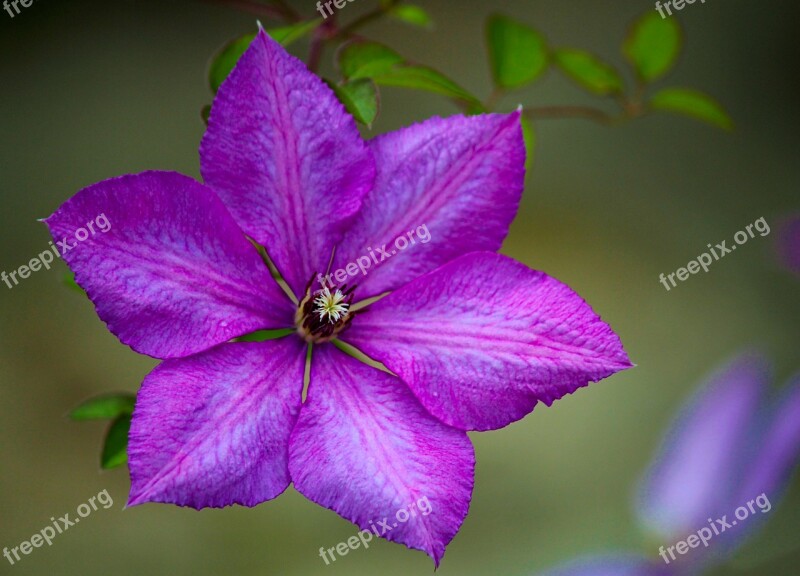 Flower Clematis Purple Macro Nature