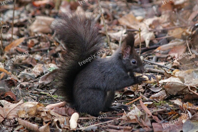 The Squirrel Black Rodent Standing Tail