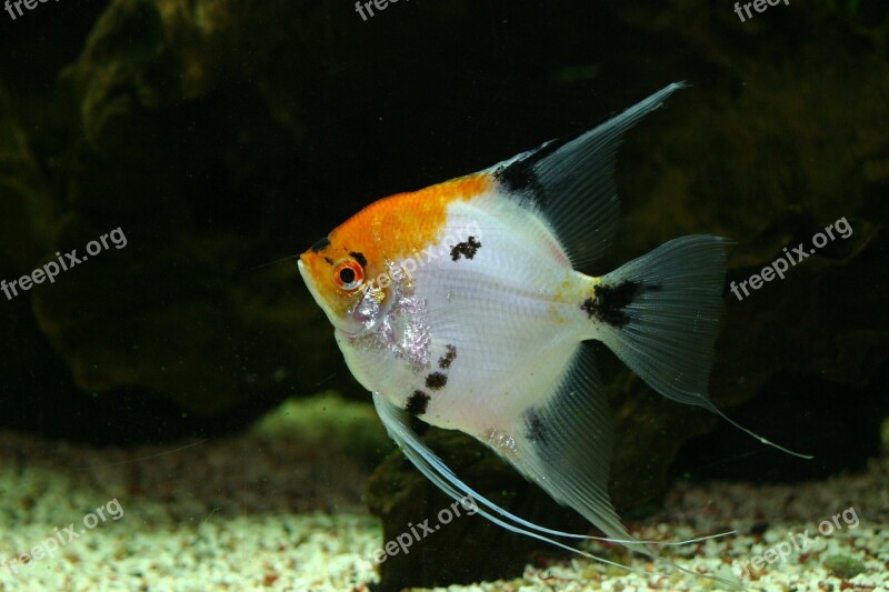 Tank Fish Tropical Aquarium Aquatic