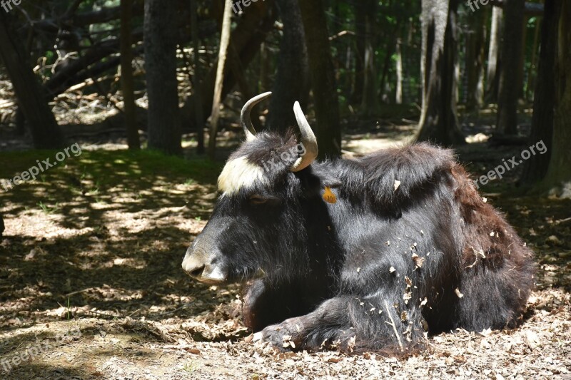 Ox Animal Bull Horns Cow