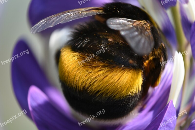 Hummel Insect Meadow Flowers Nature