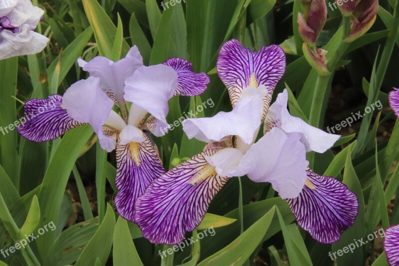 Iris Violet White Bicolor Plants