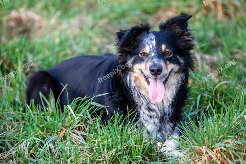 Border Collie Dog Sheepdog Pet Border