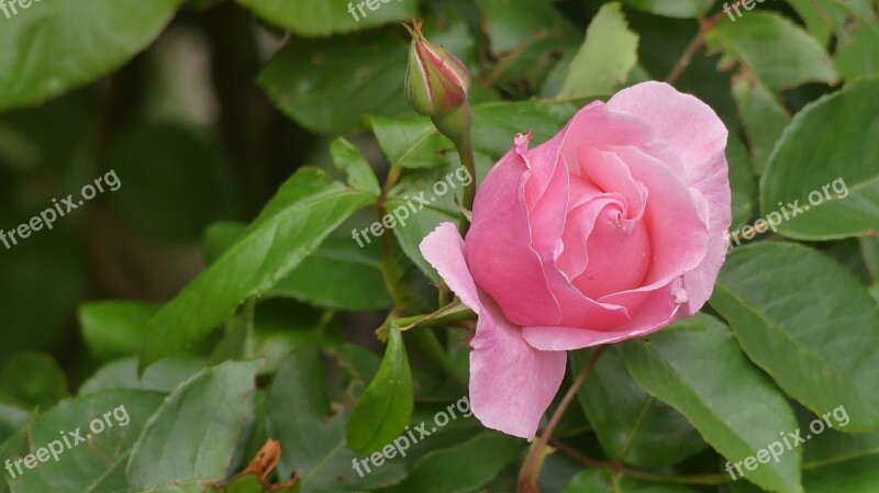 Garden Rose Flower Blossom Bloom