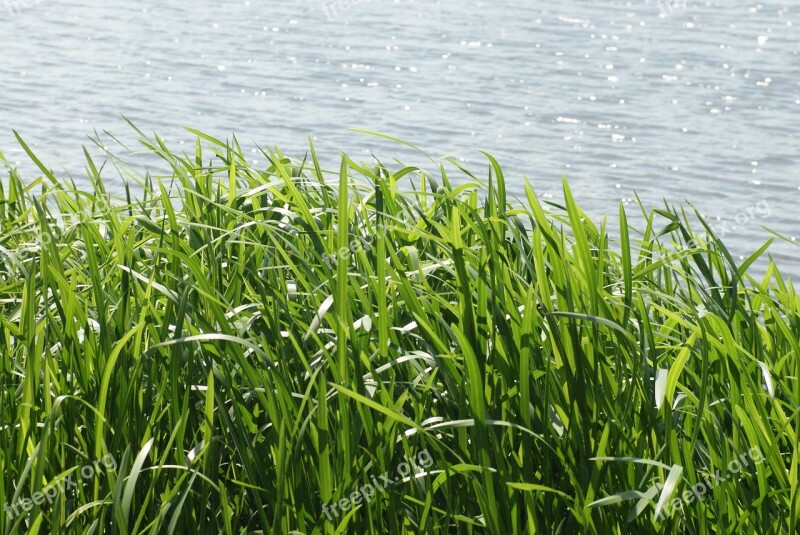 Grass Sea Landscape Figure Ocean